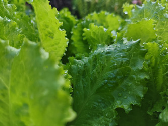 Салат латук (Lactuca sativa) — свежие зеленые волнистые листья с каплями воды - Mihail_direct