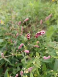 Горец (Polygonum) — розовые колосовидные соцветия на тонких стеблях среди луговой травы - Mihail_direct
