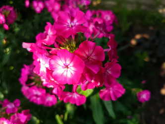 Розовые флоксы метельчатые (Phlox paniculata) — яркие садовые цветы с контрастным центром - Mihail_direct