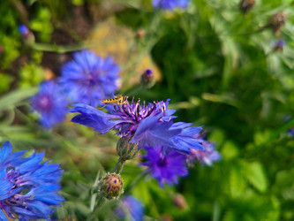 Василек синий (Centaurea cyanus) с насекомым-опылителем — полевой цветок на фоне зелени - Mihail_direct