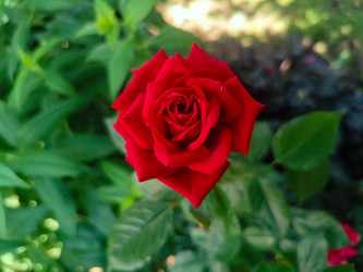 Красная роза (Rosa) — классический садовый цветок, вид сверху на фоне зеленых листьев - Mihail_direct
