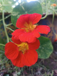 Красная настурция (Tropaeolum majus) — яркие садовые цветы с желтым центром - Mihail_direct