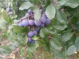 Терн (Prunus spinosa) — синие ягоды терновника на ветке с зелеными листьями - Mihail_direct