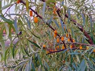 Облепиха крушиновидная (Hippophae rhamnoides) - bykgeniy