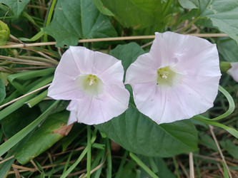 Вьюнок полевой (Convolvulus arvensis) — белые воронковидные цветы - Mihail_direct