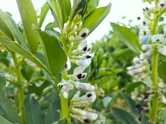 Цветущие пищевые бобы (Vicia faba) — сельскохозяйственная овощная культура - Mihail_direct