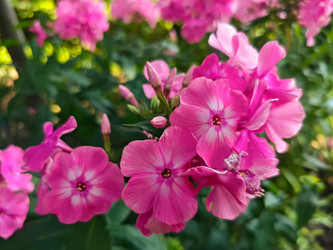 Розовые флоксы метельчатые (Phlox paniculata) — яркие садовые цветы с контрастным центром - Mihail_direct