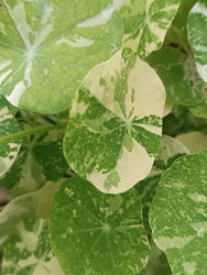 Пестролистная настурция (Tropaeolum majus) — вариегатные листья с бело-зеленым узором - Mihail_direct