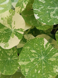 Пестролистная настурция (Tropaeolum majus) — вариегатные листья с бело-зеленым узором - Mihail_direct