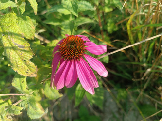 Эхинацея пурпурная (Echinacea purpurea) — розовый цветок с характерным выпуклым центром - Mihail_direct