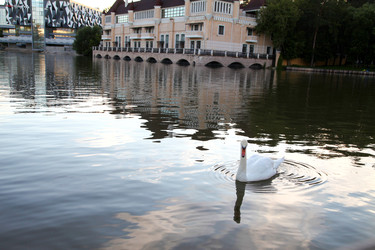 Белый лебедь плывет по реке на фоне городских зданий - Patipas