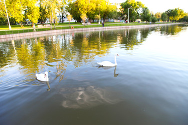 Два белых лебедя плавают в реке в парке - Patipas