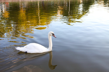 Изящный белый лебедь, скользящий по спокойной воде - Patipas