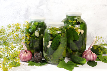 Консервированные огурцы с укропом, чесноком и листьями для засолки на кухонном столе. Концепция урожая. Рецепт и ингредиенты для домашних солений. Концепция домашнего консервирования. Здоровая и натуральная еда - svetlanabalyn