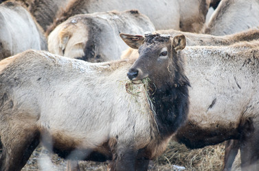 Вид маралов (Cervus Elaphus Sibiricus) - gumbao