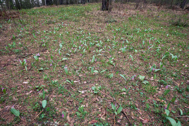 Весенняя лесная поляна с цветами сибирской оленьей лилии (Erythronium sibiricum) - Serg Zastavkin