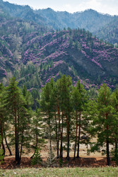 Горные склоны, покрытые цветущими кустами рододендрона дарийского (Rhododendron dauricum) вблизи реки Катун в Алтае - Serg Zastavkin