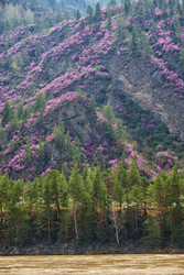 Горные склоны, покрытые цветущими кустами рододендрона дарийского (Rhododendron dauricum) вблизи реки Катун в Алтае - Serg Zastavkin