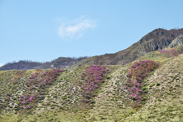 Горные склоны, покрытые цветущими кустами рододендрона дарийского (Rhododendron dauricum) вблизи реки Катун в Алтае - Serg Zastavkin