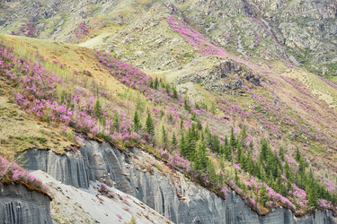 Горные склоны, покрытые цветущими кустами рододендрона дарийского (Rhododendron dauricum) вблизи реки Катун в Алтае - Serg Zastavkin
