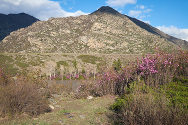 Кусты рододендрона дарийского с цветами у реки Катун на Алтае - Serg Zastavkin