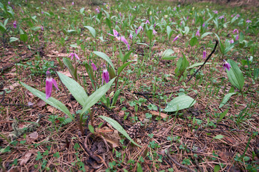 Весенняя лесная поляна с цветами сибирской оленьей лилии (Erythronium sibiricum) - Serg Zastavkin