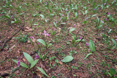 Весенняя лесная поляна с цветами сибирской оленьей лилии (Erythronium sibiricum) - Serg Zastavkin