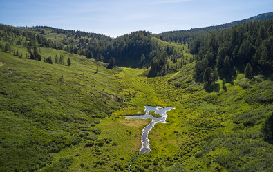 Алтайская долина ручья, заросшая кустарником Dasiphora fruticosa. Склоны покрыты карликовой березой и лиственницей - Serg Zastavkin