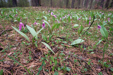 Весенняя лесная поляна с цветами сибирской оленьей лилии (Erythronium sibiricum) - Serg Zastavkin