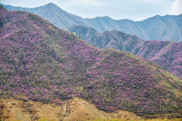 Горные склоны, покрытые цветущими кустами рододендрона дарийского (Rhododendron dauricum) вблизи реки Катун в Алтае - Serg Zastavkin