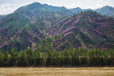 Горные склоны, покрытые цветущими кустами рододендрона дарийского (Rhododendron dauricum) вблизи реки Катун в Алтае - Serg Zastavkin