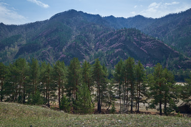 Горные склоны, покрытые цветущими кустами рододендрона дарийского (Rhododendron dauricum) вблизи реки Катун в Алтае - Serg Zastavkin