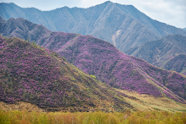 Горные склоны, покрытые цветущими кустами рододендрона дарийского (Rhododendron dauricum) вблизи реки Катун в Алтае - Serg Zastavkin