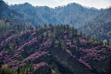 Горные склоны, покрытые цветущими кустами рододендрона дарийского (Rhododendron dauricum) вблизи реки Катун в Алтае - Serg Zastavkin