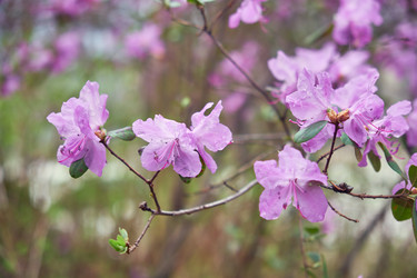 Сloseup photo of Rhododendron dauricum bushes with flowers with bokeh background of forest - Serg Zastavkin