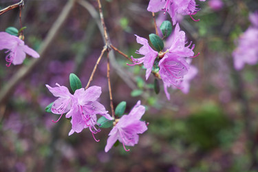 Сloseup photo of Rhododendron dauricum bushes with flowers with bokeh background of forest - Serg Zastavkin
