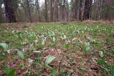 Весенняя лесная поляна с цветами сибирской оленьей лилии (Erythronium sibiricum) - Serg Zastavkin