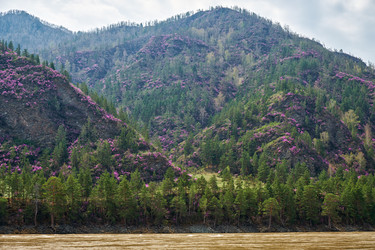 Горные склоны, покрытые цветущими кустами рододендрона дарийского (Rhododendron dauricum) вблизи реки Катун в Алтае - Serg Zastavkin