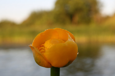 Кубышка желтая (Nuphar lutea) - bykgeniy