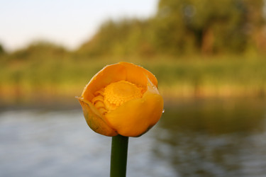Нераспустившийся бутон кубышки желтой (Nuphar lutea), многолетнего водного растения из семейства Кувшинковые - bykgeniy