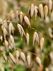 Крупный план спелого овса (Avena sativa) на поле под ярко-голубым небом - Serg Zastavkin