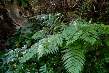 Папоротник орляк обыкновенный (Pteridium aquilinum) в лесу - Serg Zastavkin
