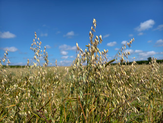 Спелый овес (Avena sativa) на поле под ярко-голубым небом - Serg Zastavkin