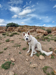 Белая швейцарская овчарка (Berger Blanc Suisse) гуляет в Алтайском нагорье - Serg Zastavkin