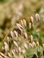 Крупный план спелого овса (Avena sativa) на поле под ярко-голубым небом - Serg Zastavkin