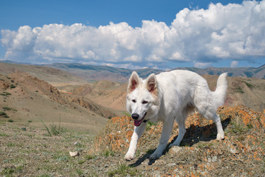 Белая швейцарская овчарка (Berger Blanc Suisse) гуляет в Алтайском нагорье - Serg Zastavkin