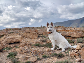 Белая швейцарская овчарка (Berger Blanc Suisse) гуляет в Алтайском нагорье - Serg Zastavkin
