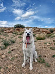 Белая швейцарская овчарка (Berger Blanc Suisse) в Алтайском нагорье. Пасть открыта - Serg Zastavkin