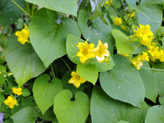 Тладианта сомнительная (Thladiantha dubia), также известная как красный огурец - bykgeniy