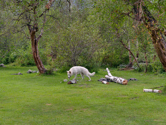 Белая швейцарская овчарка (Berger Blanc Suisse) гуляет по траве на лугу под деревьями в Алтае - Serg Zastavkin